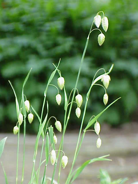 Briza plant with delicate drooping seed heads in a garden setting
